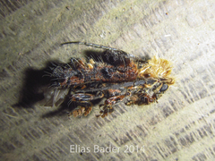 Desmiphora fasciculata image