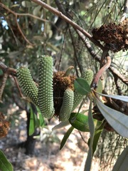 Banksia integrifolia
