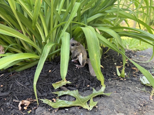 Southern Flying Squirrel observed by frankiejuggles