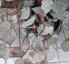 Begonia peltata
