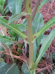 Packera toluccana