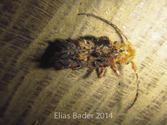 Desmiphora fasciculata