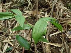 Disporum sessile