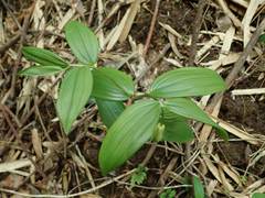 Disporum sessile