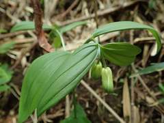 Disporum sessile