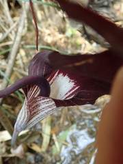 Arisaema thunbergii urashima