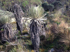 Espeletia grandiflora