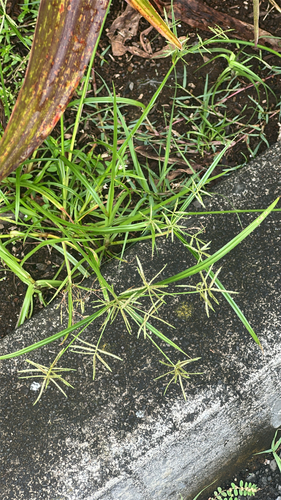 Cyperus sphacelatus observed 2026-06-01