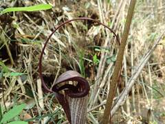 Arisaema thunbergii urashima