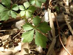 Eleutherococcus spinosus japonicus