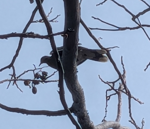 White-winged Dove