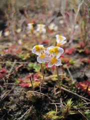 Euphrasia wettsteiniana