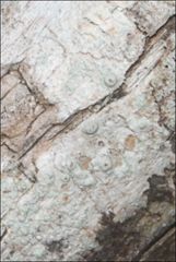 Pertusaria pertractata