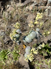 Streptanthus diversifolius