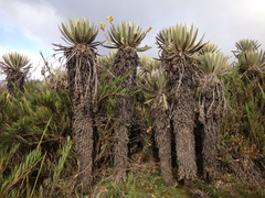 Espeletia grandiflora