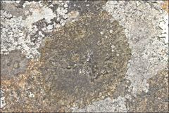 Xanthoparmelia pulla