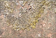 Xanthoparmelia pulla