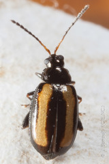 Phyllotreta undulata