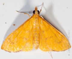 Hyalobathra