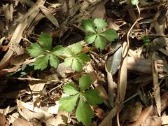 Eleutherococcus spinosus japonicus