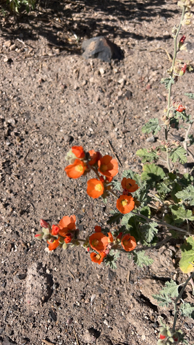 apricot globemallow