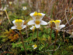Euphrasia wettsteiniana