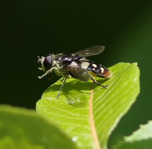 White-spotted Pond Fly photo 3