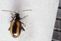 Phyllotreta undulata