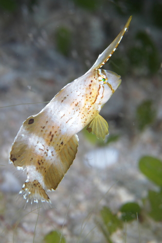 Peacock Razorfish