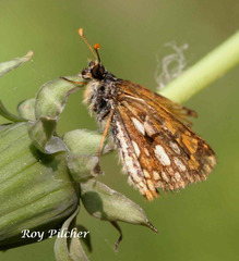 Carterocephalus mandan