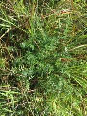 Acaena pinnatifida californica