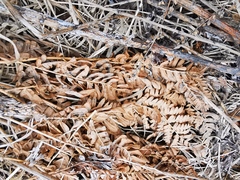 Pteridium latiusculum japonicum