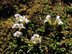 Euphrasia integrifolia