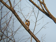 Phoenicurus auroreus