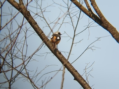 Phoenicurus auroreus