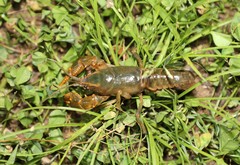 Cambarus reduncus