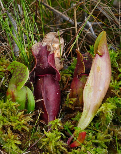 purple pitcher plant