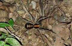 Ctenus ornatus