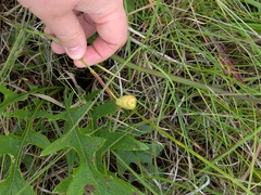 (c) Alexandria Szakacs, some rights reserved (CC BY) Nemastylis geminiflora, photograph (c) Alexandria Szakacs, some rights reserved (CC BY)