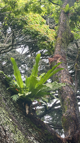 Asplenium nidus, 2026-06-01