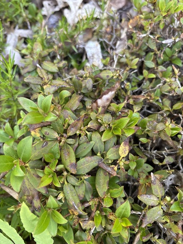 Rhododendron keiskei iNat (3)