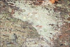 Pertusaria pertractata