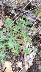 Collomia heterophylla