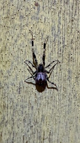 Ninja-star Ceiling Spider