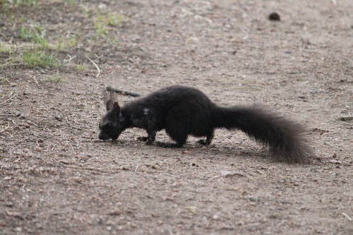 Abert's Squirrel observed by the-nick-of-time