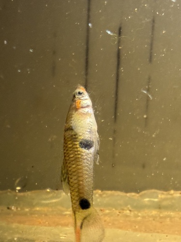 Para molly (Poecilia parae) — Poeciliidae