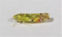 Erythroneura reflecta