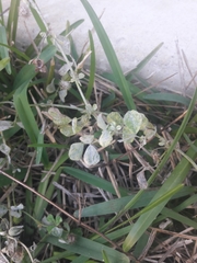 Tidestromia lanuginosa