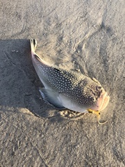 Astroscopus y-graecum