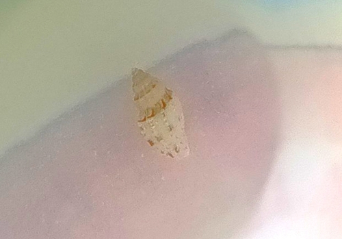 Janira observed 2026-05-26